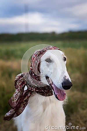 Close-up Portrait of gorgeous russian borzoi dog in the scarf a la russe on her head in the field Stock Photo