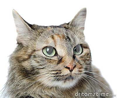 Close-up portrait of green-eyed Siberian cat. Stock Photo