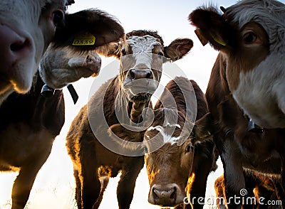 Close-up portrait of group of brown cows at sunset. Santa Giustina Belluno Italy Stock Photo