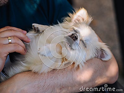 Close up portrait of handsome cheerful man holds cute long hair chihuahua the dog is in the arms Stock Photo