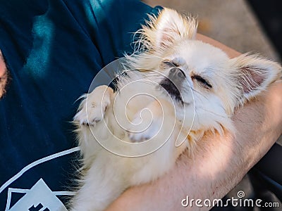 Close up portrait of handsome cheerful man holds cute long hair chihuahua the dog is in the arms Stock Photo