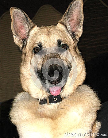 Close-up portrait of handsome German Shepherd with tongue out in a black collar Stock Photo