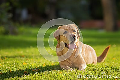 Close up portrait of the happy Labrador Retriever dog on the green lawn in park Stock Photo