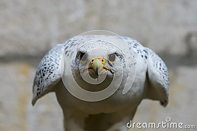 Close-up portrait, head, gyrfalcon falco rusticolus, on grey background Stock Photo