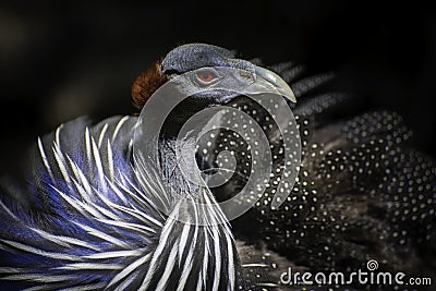 Close-up portrait of Helmeted Guineafowl Bird (Numida Meleagris). Wild African Bird with Bright Blue Feathers in Stock Photo