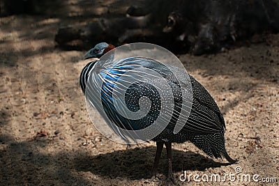Close-up portrait of Helmeted Guineafowl Bird (Numida Meleagris). Wild African Bird with Bright Blue Feathers in Stock Photo