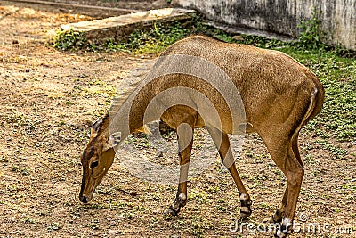 Close-up portrait of a hornless female nilgai Stock Photo