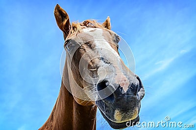 Close-up portrait of horse Stock Photo