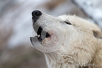 Close-up portrait of howling white wolf Stock Photo