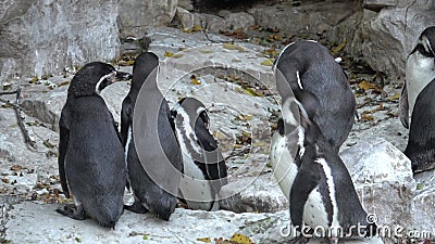 Close-up Penguin Group on Antarctica Snow Land. Stock Footage - Video of  closeup, frozen: 130918768
