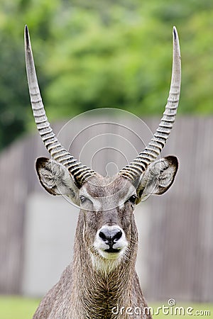 Close up portrait of an impala ram Stock Photo