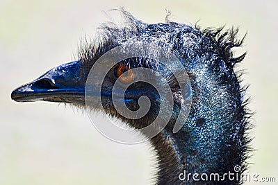 A Close-up of an Emu from the Side. Stock Photo