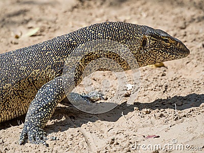 Close-up portrait of a large colorful monitor lizard taken in the Caprivi Strip of Namibia, Southern Africa Stock Photo