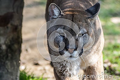 Close-up portrait of a large puma Stock Photo