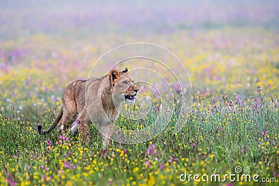 Close-up portrait of a lioness running in a foggy morning Stock Photo