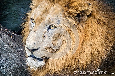 Close up portrait of a lions head Stock Photo