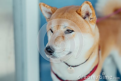 Close-up portrait of looking away asian dog shiba inu. Pets concept. Banner Stock Photo