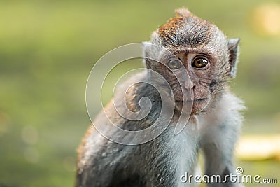 Close up portrait of macaque monkey sits on the mossy steps of the temple. Blurred background. Monkey forest, Bali, Indonesia Stock Photo