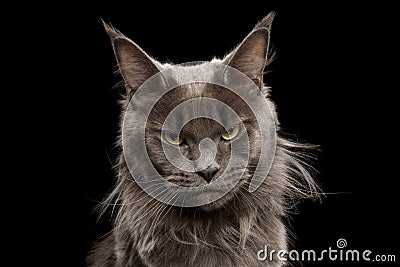 Close-up Portrait Maine Coon Cat on Black Background Stock Photo