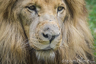 Close up portrait of a majestic lion. Stock Photo