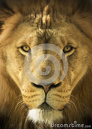 Close Up Portrait Of A Majestic Lion King of Beast Cartoon Illustration