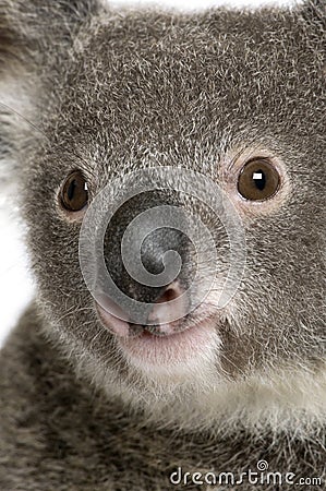 Close-up portrait of male Koala bear Stock Photo