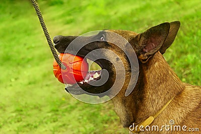 Close-up portrait of a Malinois dog playing chew toys in the park. Stock Photo