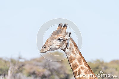 Close-up portrait of a Namibian giraffe, giraffa camelopardalis Stock Photo