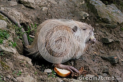 close up portrait of nutria eating bread Stock Photo