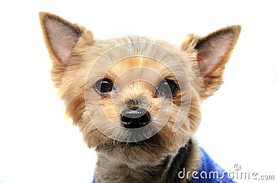 Close-up portrait of older Yorkshire terrier on white background. Devoted look into the camera, real emotions of pet Stock Photo