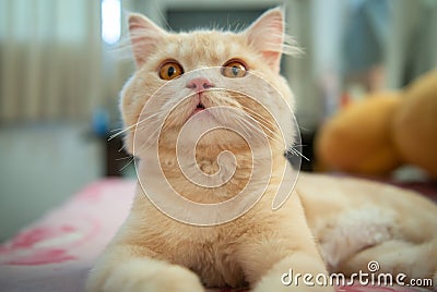 Close up portrait of the orange cute cat with short hair is laying on the bed Stock Photo