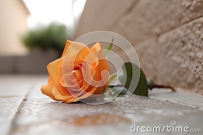 Close-up portrait of Orange rose far away the white wall Stock Photo