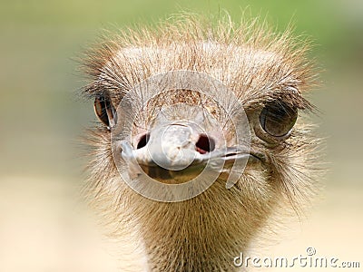 Close-up portrait of ostrich Stock Photo