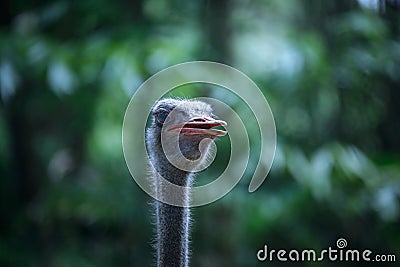 Close-up portrait of an ostrich in Dehiwala Zoo Garden. Stock Photo