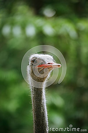 Close-up portrait of an ostrich in Dehiwala Zoo Garden Stock Photo