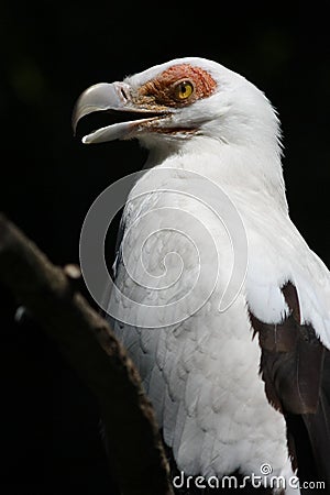 Close-up Portrait of a Palm-nut Vulture Stock Photo