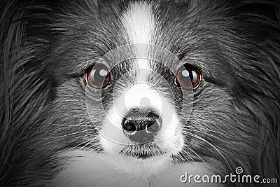 Close-up portrait of a papillon breed dog Stock Photo