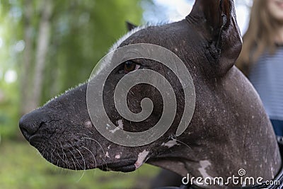 Close-up portrait of a pedigreed dog xoloitzcuintli Mexican naked. A beautiful bald dog looks into the distance. Smart Stock Photo