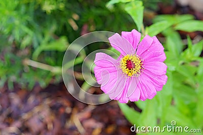 The close-up portrait of Pink flower with missing one petal Stock Photo