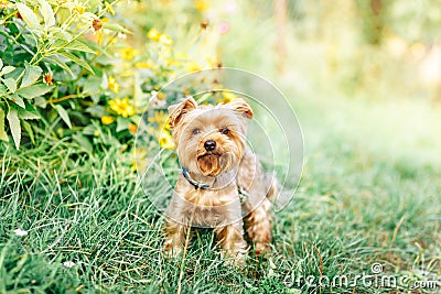 sweet small little dog Yorkshire terrier in collar Stock Photo