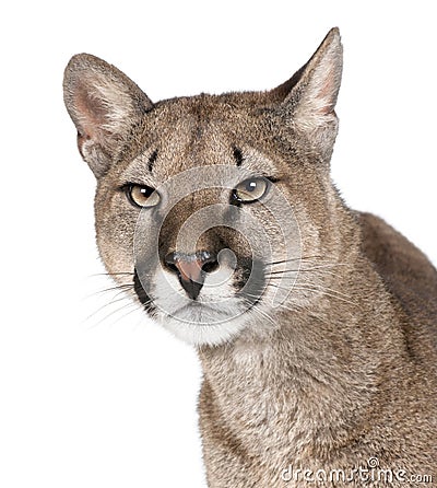 Close-up portrait of Puma cub, Puma concolor, 1 year old Stock Photo
