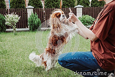 Close-up portrait of pure breed dog Cavalier King Charles coker spaniel begging food with female owner in garden, park Stock Photo