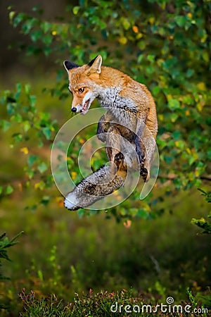 Close-up portrait of a red fox jumping in a dynamic position Stock Photo