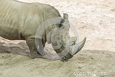 Close up portrait of rhino, profile. Rhino in the dust and clay walks Stock Photo