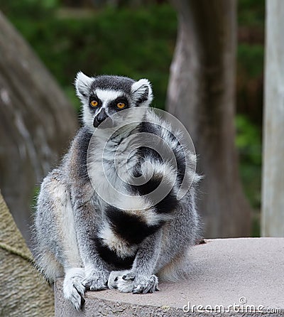 Close Up portrait Of Ring Tailed Lemur (Lemur catt Stock Photo