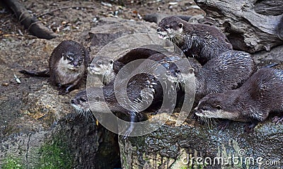 Close up portrait of several small river otters Stock Photo