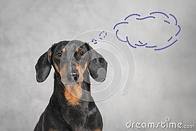 The close up portrait of short-haired black and tan dachshund on grey background with thought bubble. Indoors, concept of idea or Stock Photo