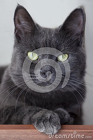 Close up portrait of shorthair cat of bluish gray color, with green eyes. Blurred background. Impressive harsh and severe animal l Stock Photo