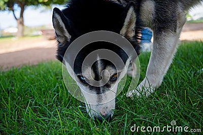 Close-up portrait of Siberian husky sniffing grass Stock Photo