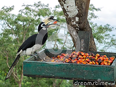 Close up portrait of Single Wild Oriental pied hornbill Bird Anthracoceros albirostris eating red wild fruits in Green Basket Stock Photo